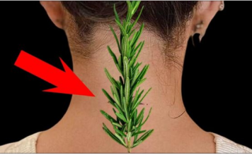 Nisam mogla da se uspravim zbog bolova u vratu i leđima – Evo kako mi je običan ruzmarin pomogao!