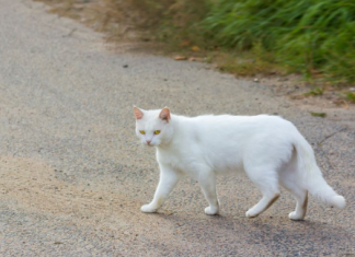 Šta znači kad vam bela mačka pređe put: Veruje se da ima skrivenu poruku