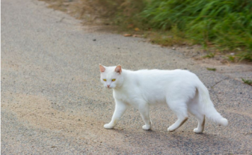 Šta znači kad vam bela mačka pređe put: Veruje se da ima skrivenu poruku