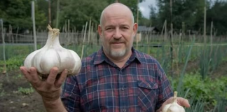 NIKAD ne sadite češnjak u jesen ako OVO niste znali! Bit će ogroman…