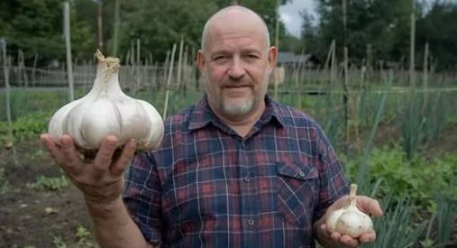 NIKAD ne sadite češnjak u jesen ako OVO niste znali! Bit će ogroman…