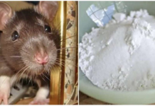 Domaći TRIK da se riješite miševa u stanu, garaži i podrumu: Samo ga stavite na zemlju i sutradan miševa više nema!