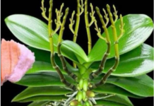 Stavite 1 komad ispod orhideje! Odjednom izraste 100 grana i cvjeta cijele godine