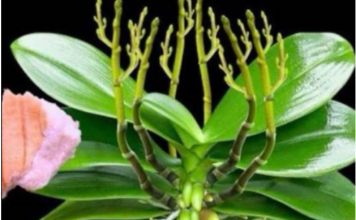 Stavite 1 komad ispod orhideje! Odjednom izraste 100 grana i cvjeta cijele godine