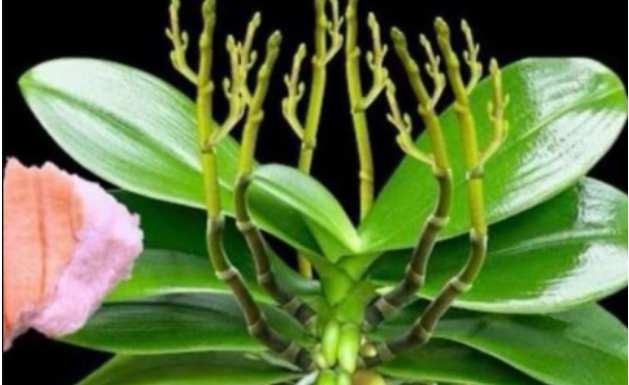 Stavite 1 komad ispod orhideje! Odjednom izraste 100 grana i cvjeta cijele godine