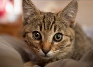 Ako vam je na kućni prag došla nepoznata mačka, to znači samo jedno – PRIPREMITE SE