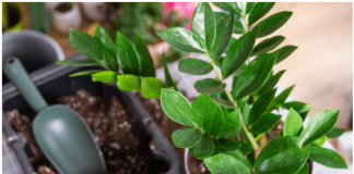 Nahranite zamiju jednim povrćem i bujaće kao korov: Nećete moći da prebrojite nove listove i novac u novčaniku