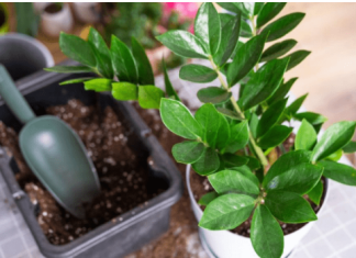 Nahranite zamiju jednim povrćem i bujaće kao korov: Nećete moći da prebrojite nove listove i novac u novčaniku