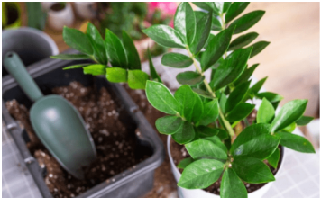 Nahranite zamiju jednim povrćem i bujaće kao korov: Nećete moći da prebrojite nove listove i novac u novčaniku