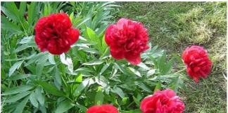 Biljka koja priziva SREĆU i blagostanje: Dom koji je ima uvijek je pod zaštitom