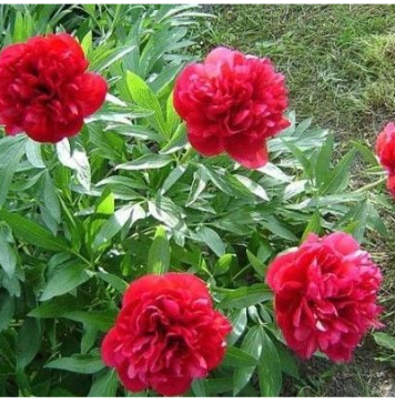 Biljka koja priziva SREĆU i blagostanje: Dom koji je ima uvijek je pod zaštitom