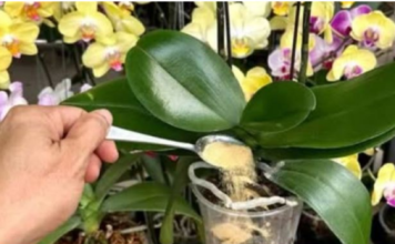 1 kašičica direktno u saksiju i 0RHIDEJA cvjeta gotovo BEZ PRESTANAKA: Nema plijesni, nema b0lesti i imam 5 puta više cvjetova!