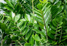 Zamija voli đubrivo od jeftinih semenki: Biljka pušta nove mesnate listove, vi gledate kako vam raste novčanik