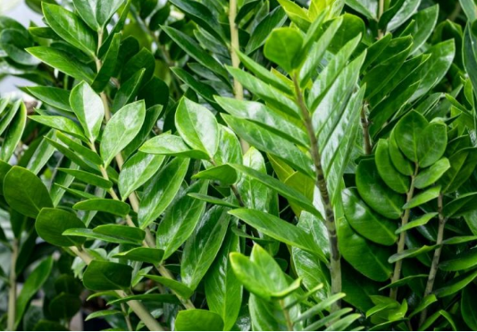 Zamija voli đubrivo od jeftinih semenki: Biljka pušta nove mesnate listove, vi gledate kako vam raste novčanik