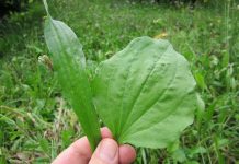 OVA BILJKA LIJEČI SVE od glave do pete. Raste svuda oko nas!