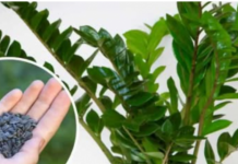 STAVITE ovo sjeme ravno u posudu sa Zamiokulkasom: Biljka će ODMAH pustiti nove listove!