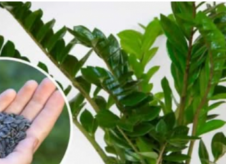 STAVITE ovo sjeme ravno u posudu sa Zamiokulkasom: Biljka će ODMAH pustiti nove listove!