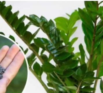 STAVITE ovo sjeme ravno u posudu sa Zamiokulkasom: Biljka će ODMAH pustiti nove listove!