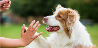 Srušen mit o sedam ljudskih godina: Evo kako izračunati koliko godina ima vaš pas