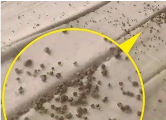 Jutros sam, točno ispod muževog jastuka, na zaštiti madraca, pronašla ove sitne smeđe mrvice 😲