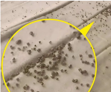 Jutros sam, točno ispod muževog jastuka, na zaštiti madraca, pronašla ove sitne smeđe mrvice 😲