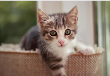 NEPOZNATA MAČKA VAM SE POJAVILA NA KUĆNOM PRAGU? INDIJSKO VJEROVANJE UPOZORAVA: “U toj kući će uskoro biti…”