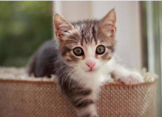 NEPOZNATA MAČKA VAM SE POJAVILA NA KUĆNOM PRAGU? INDIJSKO VJEROVANJE UPOZORAVA: “U toj kući će uskoro biti…”