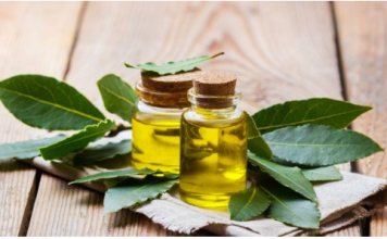 Kako napraviti ulje lovora i zašto je to skriveni lijek za bol i upalu