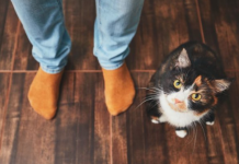 ZAŠTO MAČKA PRATI VLASNIKA U STOPU: Ako ide s vama čak i u WC, EVO ŠTA VAM PORUČUJUE