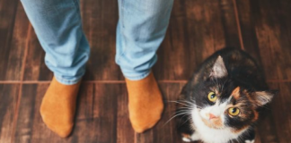 ZAŠTO MAČKA PRATI VLASNIKA U STOPU: Ako ide s vama čak i u WC, EVO ŠTA VAM PORUČUJUE