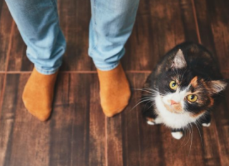 ZAŠTO MAČKA PRATI VLASNIKA U STOPU: Ako ide s vama čak i u WC, EVO ŠTA VAM PORUČUJUE