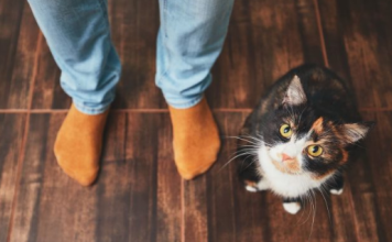 ZAŠTO MAČKA PRATI VLASNIKA U STOPU: Ako ide s vama čak i u WC, EVO ŠTA VAM PORUČUJUE