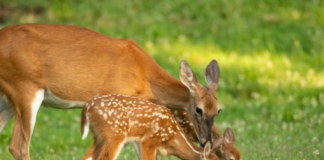 Znate li kako se zove mladunče košute: Nije lane