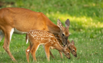 Znate li kako se zove mladunče košute: Nije lane