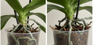 Samo voda nije dovoljna: Dodajte ovo u saksiju i orhideje će bujati kao lude