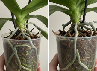 Samo voda nije dovoljna: Dodajte ovo u saksiju i orhideje će bujati kao lude