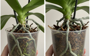 Samo voda nije dovoljna: Dodajte ovo u saksiju i orhideje će bujati kao lude