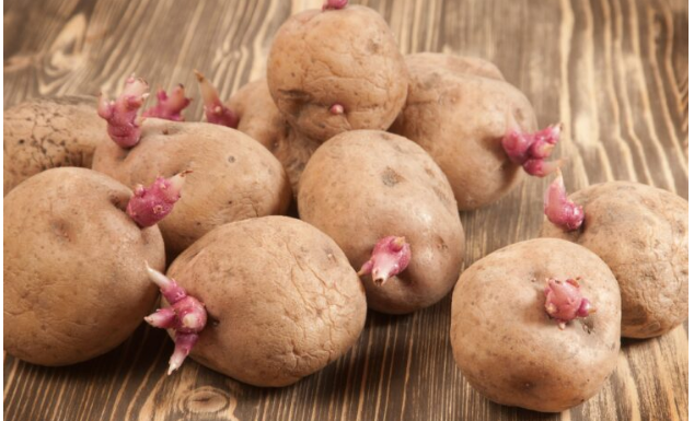 Kako spriječiti krompire da ne prokliju? Isprobajte fantastični trik naših baka!