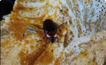 ZAGRIZLA JE HRANU, A ONDA JE IZLETELO NEŠTO ODVRATNO IZ NJE: Bilo ih je čak OSAM, RAZLETELI se po tanjiru