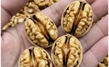 Ljekari otkrivaju: Šta jedenje oraha može učiniti za vaše zdravlje