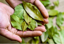 Ovaj list je u stanju da temeljno očisti pluća za samo 3 dana!