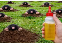 Krtice bježe za 1 minut! Prirodne metode