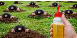 Krtice bježe za 1 minut! Prirodne metode