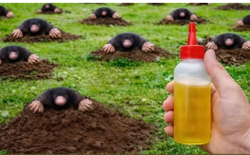 Krtice bježe za 1 minut! Prirodne metode