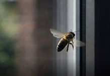 Ako vam se pčela zadržava oko kuće to nikako nije slučajno: Evo šta to govori o vašem domu