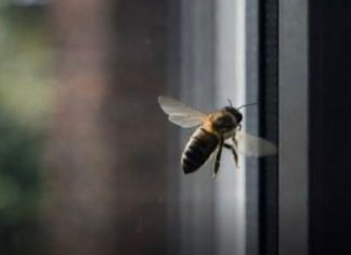Ako vam se pčela zadržava oko kuće to nikako nije slučajno: Evo šta to govori o vašem domu