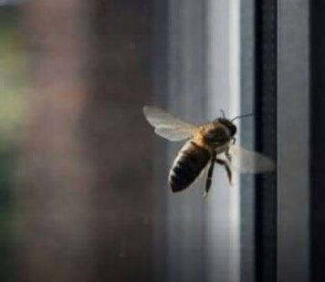Ako vam se pčela zadržava oko kuće to nikako nije slučajno: Evo šta to govori o vašem domu
