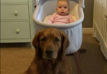 Svi su mislili da je pas opasan – dok nisam pogledao snimak iz dnevne sobe