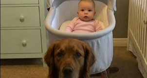 Svi su mislili da je pas opasan – dok nisam pogledao snimak iz dnevne sobe