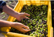 Ovu namirnicu zovu hranom Bogova: Ako se jede redovno donosi brojne benefite organizmu